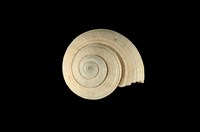 藏品(草黃車輪螺)的圖片